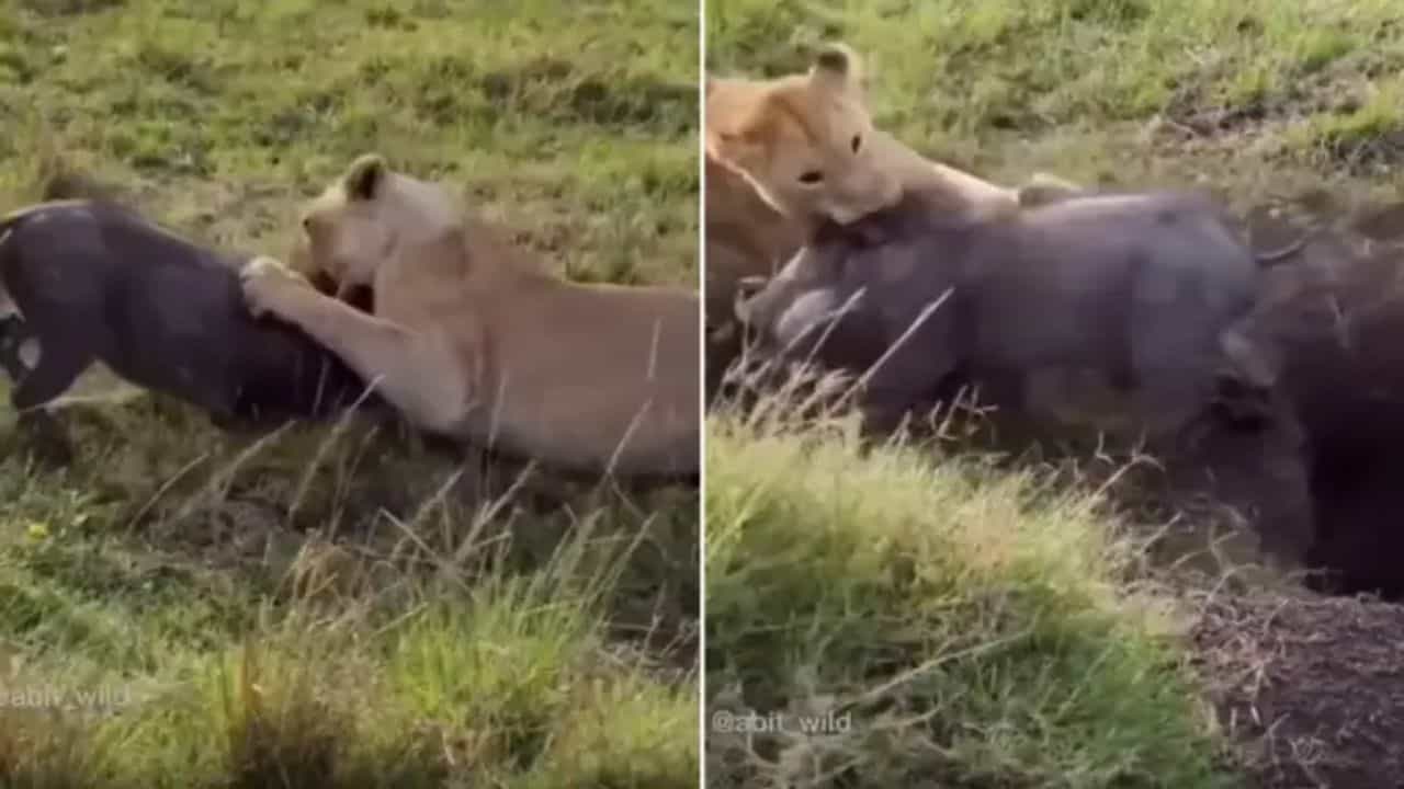 OMG: ਜਾਣ ਬਚਾਉਣ ਲਈ ਆਖਰੀ ਸਾਹ ਤੱਕ ਲੜਿਆ ਜੰਗਲੀ ਸੂਰ, ਮੌਤ ਦੀ ਜੰਗ ਚ ਇੰਝ ਜਿੱਤਿਆ ਜੰਗਲ ਦਾ ਰਾਜਾ