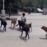 Viral Video: ‘ਛੋਟੀ ਰਾਜਕੁਮਾਰੀ ਦੀ Z+ Security’, ਕੁੱਤਿਆਂ ਦੀ ਸਵਾਰੀ ਕਰਦੀ ਕੁੜੀ ਦੀ ਵੀਡੀਓ ਇੰਟਰਨੈੱਟ ‘ਤੇ ਵਾਇਰਲ Viral Video: ‘ਛੋਟੀ ਰਾਜਕੁਮਾਰੀ ਦੀ Z+ Security’, ਕੁੱਤਿਆਂ ਦੀ ਸਵਾਰੀ ਕਰਦੀ ਕੁੜੀ ਦੀ ਵੀਡੀਓ ਇੰਟਰਨੈੱਟ ‘ਤੇ ਵਾਇਰਲ