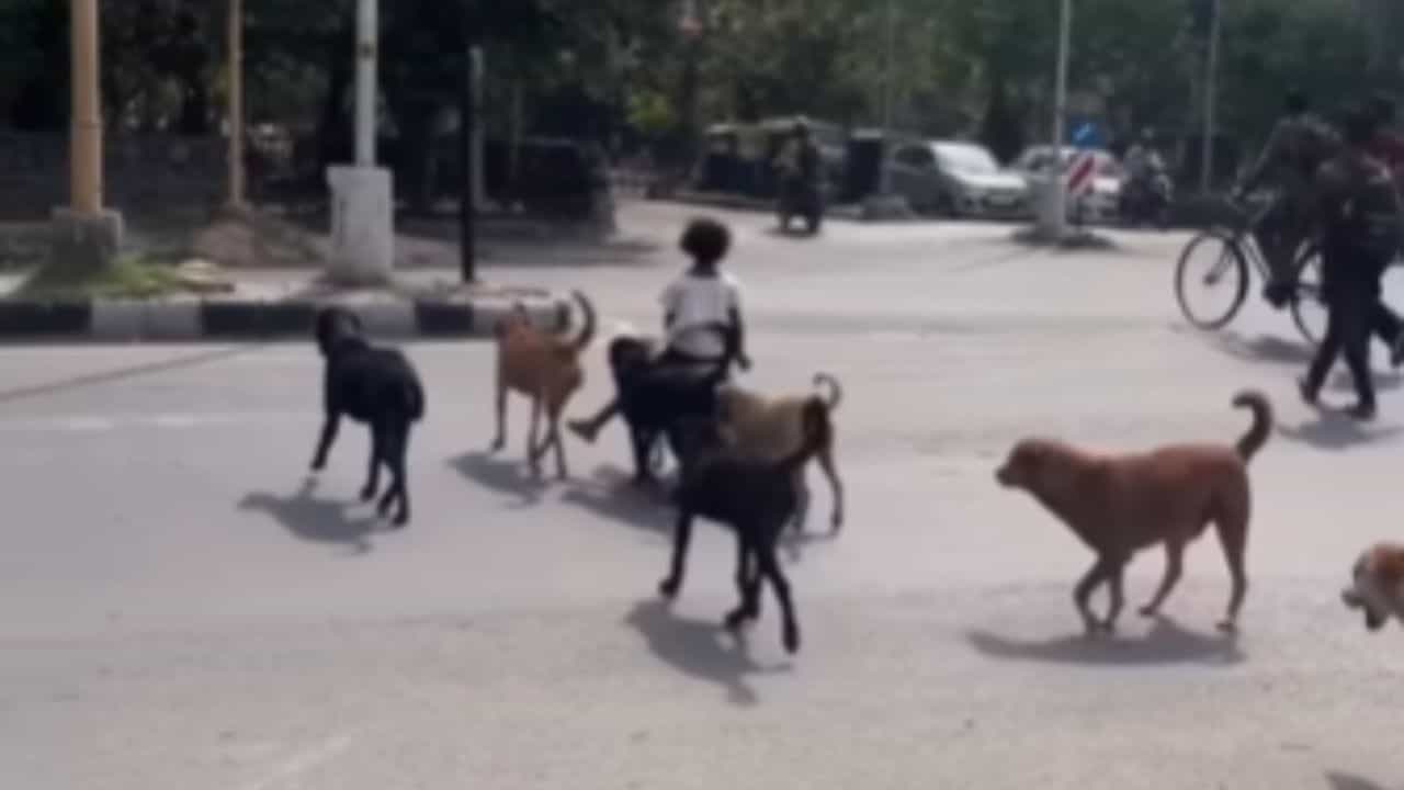 Viral Video: Little Princess ਦੀ Z+ Security ਨੇ ਵਧਾਇਆ ਇੰਟਰਨੈੱਟ ਦਾ ਪਾਰਾ, ਡੌਗੀਜ਼ ਨਾਲ Friendship ਦਾ Cute Video ਵਾਇਰਲ