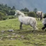 Funny Video: ਕੁੜੀ ਪਹਾੜਾਂ ‘ਤੇ ਬਣਾ ਰਹੀ ਸੀ Reel, ਘੋੜੇ ਨੇ ਪਿੱਛੇ ਮੁੜ ਕੇ ਮਾਰੀ ਜ਼ੋਰਦਾਰ ਲੱਤ, ਲੋਕ ਬੋਲੇ- Kickass Performance Funny Video: ਕੁੜੀ ਪਹਾੜਾਂ ‘ਤੇ ਬਣਾ ਰਹੀ ਸੀ Reel, ਘੋੜੇ ਨੇ ਪਿੱਛੇ ਮੁੜ ਕੇ ਮਾਰੀ ਜ਼ੋਰਦਾਰ ਲੱਤ, ਲੋਕ ਬੋਲੇ- Kickass Performance