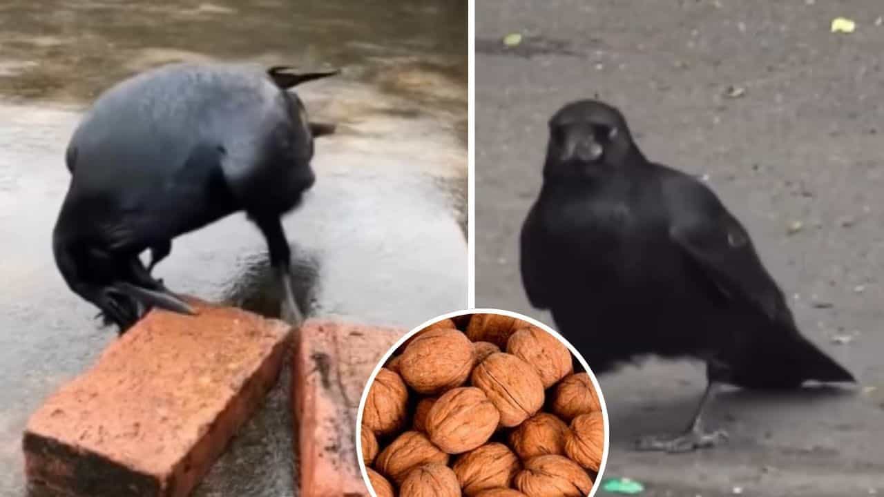 Viral Video: ਅਖਰੋਟ ਤੋੜਨ ਲਈ ਕਾਂ ਨੇ ਲਗਾਇਆ ਤਗੜਾ ਜੁਗਾੜ, ਲੋਕ ਬੋਲੇ- Genius Viral Video: ਅਖਰੋਟ ਤੋੜਨ ਲਈ ਕਾਂ ਨੇ ਲਗਾਇਆ ਤਗੜਾ ਜੁਗਾੜ, ਲੋਕ ਬੋਲੇ- Genius