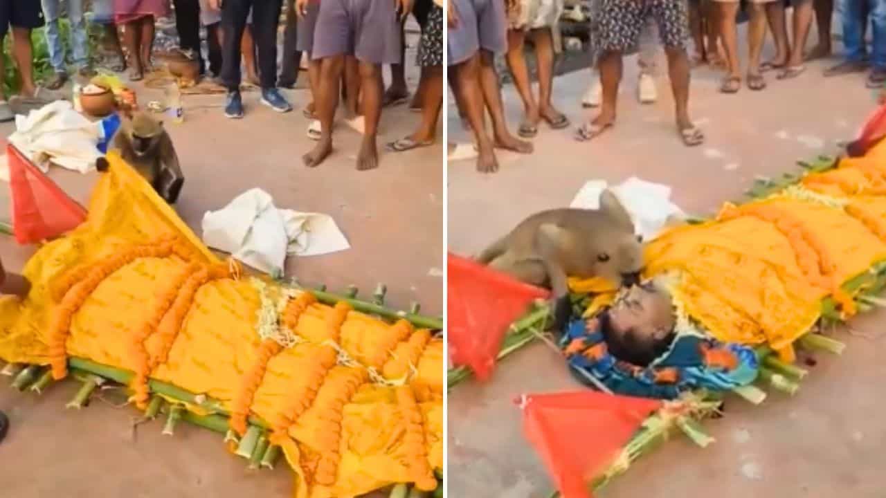 Viral Video: ਕਫ਼ਨ ਹਟਾਇਆ, ਮੱਥੇ ਨੂੰ ਚੁੰਮਿਆ... Caretaker ਦੀ ਮੌਤ ਤੇ ਲੰਗੂਰ ਹੋਇਆ ਭਾਵੁਕ