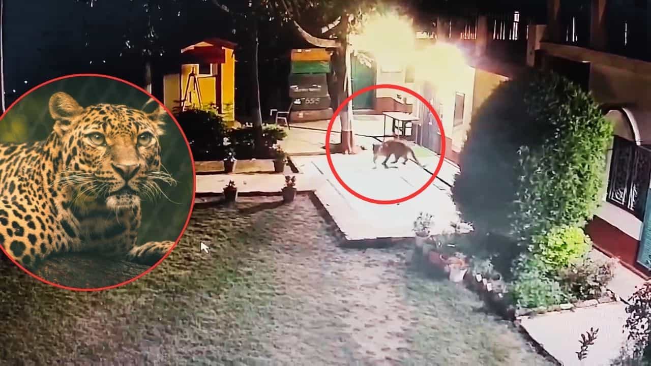 Viral Video: ਤੇਂਦੂਏ ਨੇ ਚੋਰੀ-ਛਿਪੇ ਕੁੱਤੇ ਤੇ ਕੀਤਾ ਅਟੈਕ, ਡੋਗੇਸ਼ ਭਰਾ ਵੀ ਨਿਕਲਿਆ ਚਲਾਕ