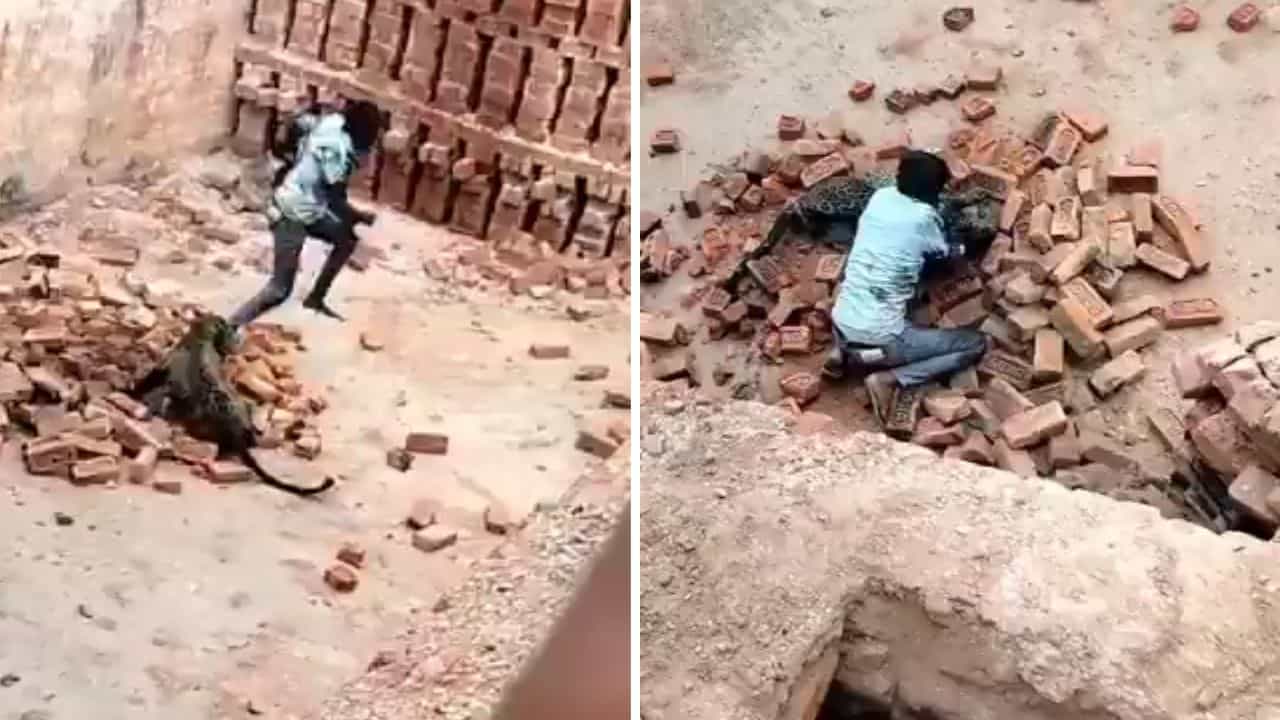 OMG: ਸ਼ਖਸ ਨੇ ਭਿਆਨਕ ਤੇਂਦੁਏ ਦਾ ਕੀਤਾ ਬਹਾਦਰੀ ਨਾਲ ਸਾਹਮਣਾ, ਹੈਰਾਨ ਕਰਨ ਵਾਲਾ VIDEO ਵਾਇਰਲ OMG: ਸ਼ਖਸ ਨੇ ਭਿਆਨਕ ਤੇਂਦੁਏ ਦਾ ਕੀਤਾ ਬਹਾਦਰੀ ਨਾਲ ਸਾਹਮਣਾ, ਹੈਰਾਨ ਕਰਨ ਵਾਲਾ VIDEO ਵਾਇਰਲ