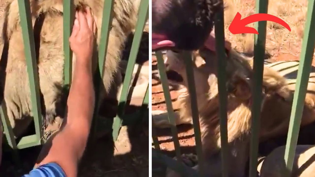 Viral Video: ਸ਼ਖਸ ਨੇ ਸ਼ੇਰ ਦੇ ਪਿੰਜਰੇ ਵਿੱਚ ਪਾਇਆ ਹੱਥ, ਅੱਗੇ ਦਾ ਨਜ਼ਾਰਾ ਦੇਖ ਲੂੰ-ਕੰਡੇ ਹੋ ਜਾਣਗੇ ਖੜ੍ਹੇ!