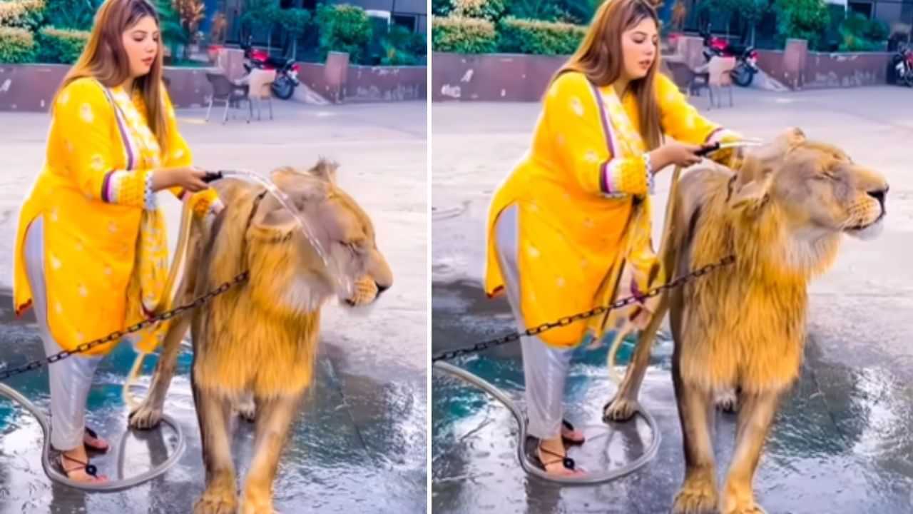 OMG: ਸ਼ੇਰ ਨੂੰ ਬੱਚਿਆਂ ਵਾਂਗ ਰਗੜਦੇ ਹੋਏ ਨਹਾਉਂਦੀ ਨਜ਼ਰ ਆਈ ਔਰਤ, ਵੀਡੀਓ ਨੇ ਉਡਾਏ ਹੋਸ਼