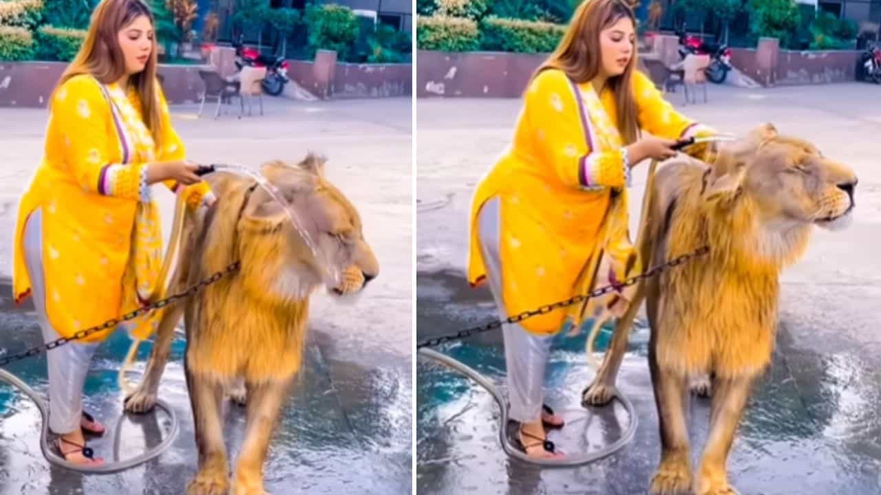 OMG: ਸ਼ੇਰ ਨੂੰ ਬੱਚਿਆਂ ਵਾਂਗ ਰਗੜਦੇ ਹੋਏ ਨਹਾਉਂਦੀ ਨਜ਼ਰ ਆਈ ਔਰਤ, ਵੀਡੀਓ ਨੇ ਉਡਾਏ ਹੋਸ਼ OMG: ਸ਼ੇਰ ਨੂੰ ਬੱਚਿਆਂ ਵਾਂਗ ਰਗੜਦੇ ਹੋਏ ਨਹਾਉਂਦੀ ਨਜ਼ਰ ਆਈ ਔਰਤ, ਵੀਡੀਓ ਨੇ ਉਡਾਏ ਹੋਸ਼