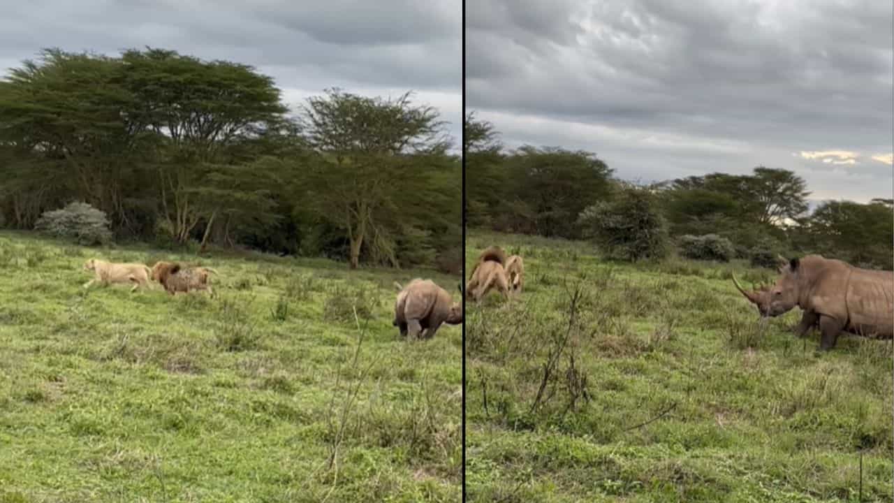 Video: ਗੈਂਡੇ ਨੂੰ ਦੇਖ ਕੇ ਜੰਗਲ ਦੇ ਰਾਜਾ ਤੇ ਰਾਣੀ ਦੀ ਹੋਈ ਹਵਾ ਟਾਈਟ, ਸ਼ੇਰ ਤੇ ਸ਼ੇਰਨੀ ਤੁਰੰਤ ਨੱਸੇ