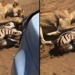 Viral Video: ਜੰਗਲ ਦੀ ਰਾਣੀ ਨੇ ਜ਼ੈਬਰਾ ਦਾ ਬੇਰਹਿਮੀ ਨਾਲ ਕੀਤਾ ਸ਼ਿਕਾਰ, ਇੱਕੋ ਹੀ ਵਾਰ ‘ਚ ਕੰਮ ਕੀਤਾ ਤਮਾਮ Viral Video: ਜੰਗਲ ਦੀ ਰਾਣੀ ਨੇ ਜ਼ੈਬਰਾ ਦਾ ਬੇਰਹਿਮੀ ਨਾਲ ਕੀਤਾ ਸ਼ਿਕਾਰ, ਇੱਕੋ ਹੀ ਵਾਰ ‘ਚ ਕੰਮ ਕੀਤਾ ਤਮਾਮ