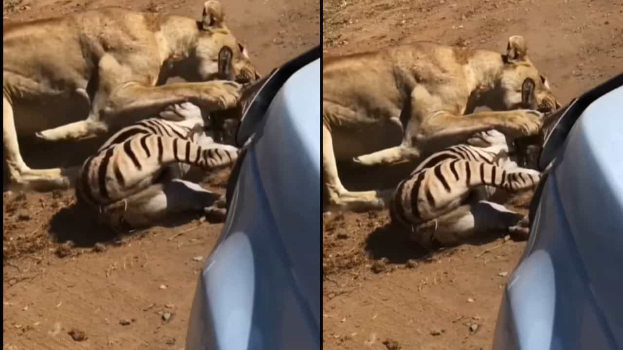 Viral Video: ਜੰਗਲ ਦੀ ਰਾਣੀ ਨੇ ਜ਼ੈਬਰਾ ਦਾ ਬੇਰਹਿਮੀ ਨਾਲ ਕੀਤਾ ਸ਼ਿਕਾਰ, ਇੱਕੋ ਹੀ ਵਾਰ ਚ ਕੰਮ ਕੀਤਾ ਤਮਾਮ