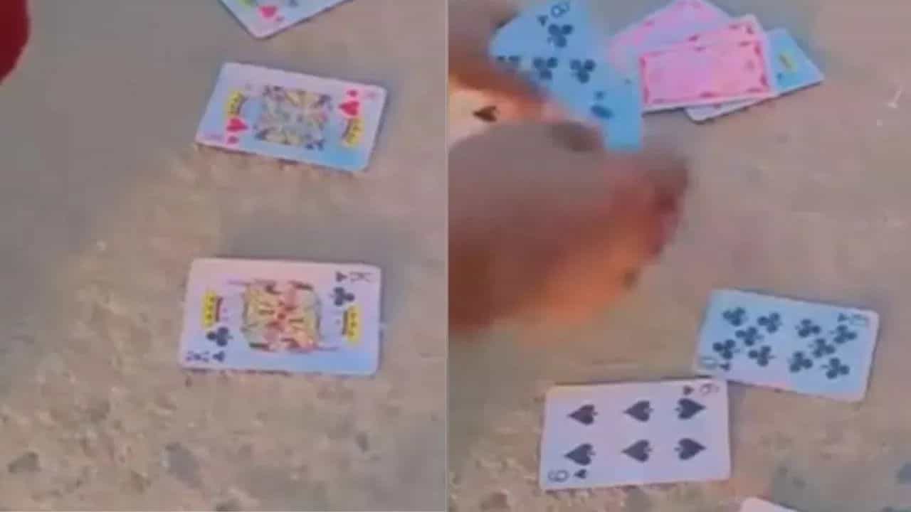 Viral Video : ਮੁੰਡੇ ਨੇ ਤਾਸ਼ ਨਾਲ ਦਿਖਾਇਆ ਕਮਾਲ ਦਾ ਮੈਜਿਕ, ਅੱਖਾਂ ਸਾਹਮਣੇ ਕੀਤਾ ਇਹ ਜਾਦੂ