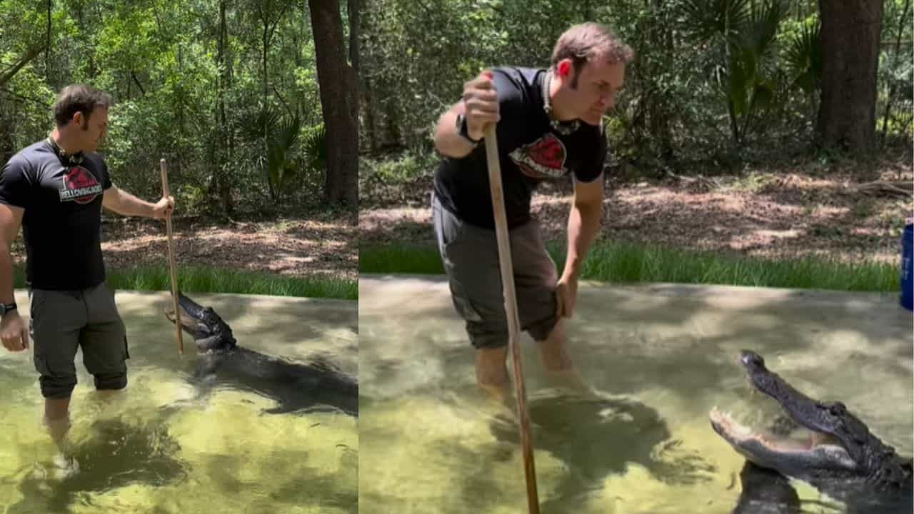 OMG: ਡੰਡੇ ਨਾਲ ਮਗਰਮੱਛ ਨੂੰ ਕੰਟਰੋਲ ਕਰਦਾ ਦਿਖਾਈ ਦਿੱਤਾ ਸ਼ਖਸ, ਨਜ਼ਾਰਾ ਦੇਖ ਦੰਗ ਰਹਿ ਗਏ ਲੋਕ