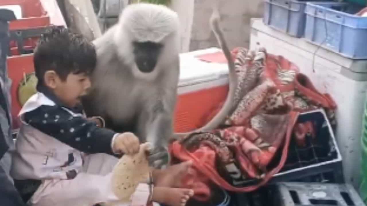 ਲੰਗੂਰ ਨੇ ਖੋਈ ਰੋਟੀ ਤਾਂ ਰੋਣ ਲੱਗ ਪਿਆ ਬੱਚਾ, ਬੇਟੇ ਨੂੰ ਬਚਾਉਣ ਦੀ ਬਜਾਏ Reel ਬਣਾਉਂਦਾ ਰਿਹਾ ਪਿਤਾ ਲੰਗੂਰ ਨੇ ਖੋਈ ਰੋਟੀ ਤਾਂ ਰੋਣ ਲੱਗ ਪਿਆ ਬੱਚਾ, ਬੇਟੇ ਨੂੰ ਬਚਾਉਣ ਦੀ ਬਜਾਏ Reel ਬਣਾਉਂਦਾ ਰਿਹਾ ਪਿਤਾ