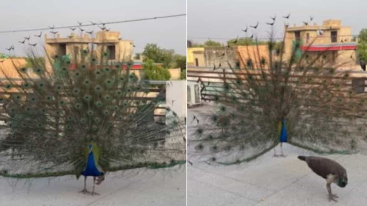 Viral Video: ਮੋਰਨੀ ਨੂੰ Impress ਕਰਨ ਲਈ ਖੰਭ ਫੈਲਾ ਕੇ ਨੱਚਿਆ ਮੋਰ, ਸ਼ਖਸ ਨੇ ਕੈਮਰੇ ਚ ਕੀਤਾ ਰਿਕਾਰਡ