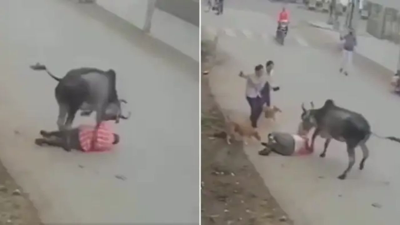 saand-attack-viral-video-
