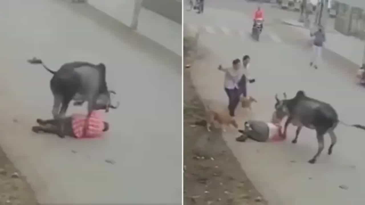 OMG: ਸਾਨ੍ਹ ਨੇ ਪਹਿਲਾਂ ਸ਼ਖਸ ਨੂੰ ਹੇਠਾਂ ਸੁੱਟਿਆ, ਫਿਰ ਕੀਤਾ ਭਿਆਨਕ ਹਮਲਾ, CCTV ਚ ਕੈਦ ਹੋਈ ਦਿਲ ਦਹਿਲਾ ਦੇਣ ਵਾਲੀ ਵੀਡੀਓ