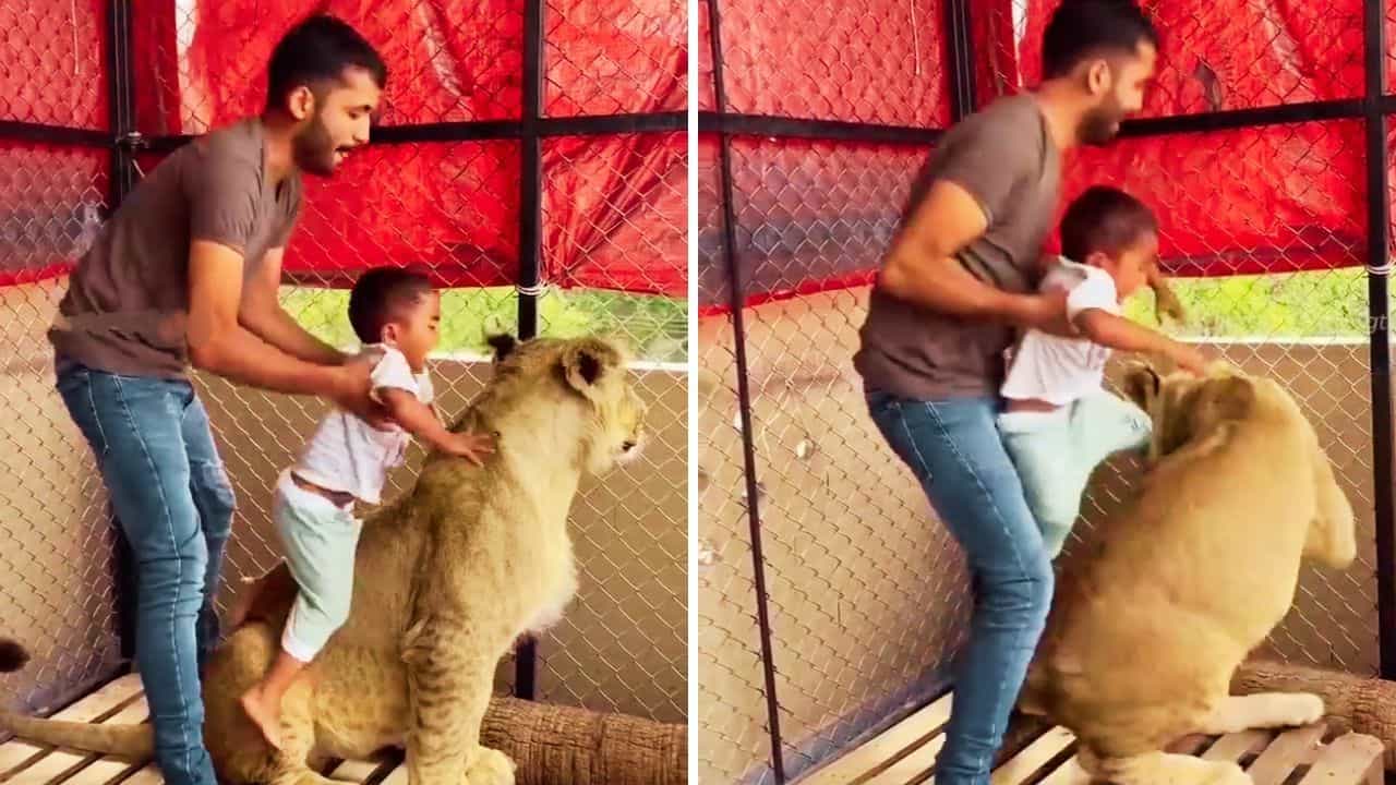 OMG: ਸੈਲਫੀ ਲੈਣ ਲਈ ਬੇਟੇ ਨੂੰ ਜ਼ਬਰਦਸਤੀ ਸ਼ੇਰਨੀ ਤੇ ਬਿਠਾਇਆ, ਮਾਸੂਮ ਰੋਂਦਾ ਰਿਹਾ ਪਰ ਪਿਤਾ ਨਹੀਂ ਰੁਕਿਆ