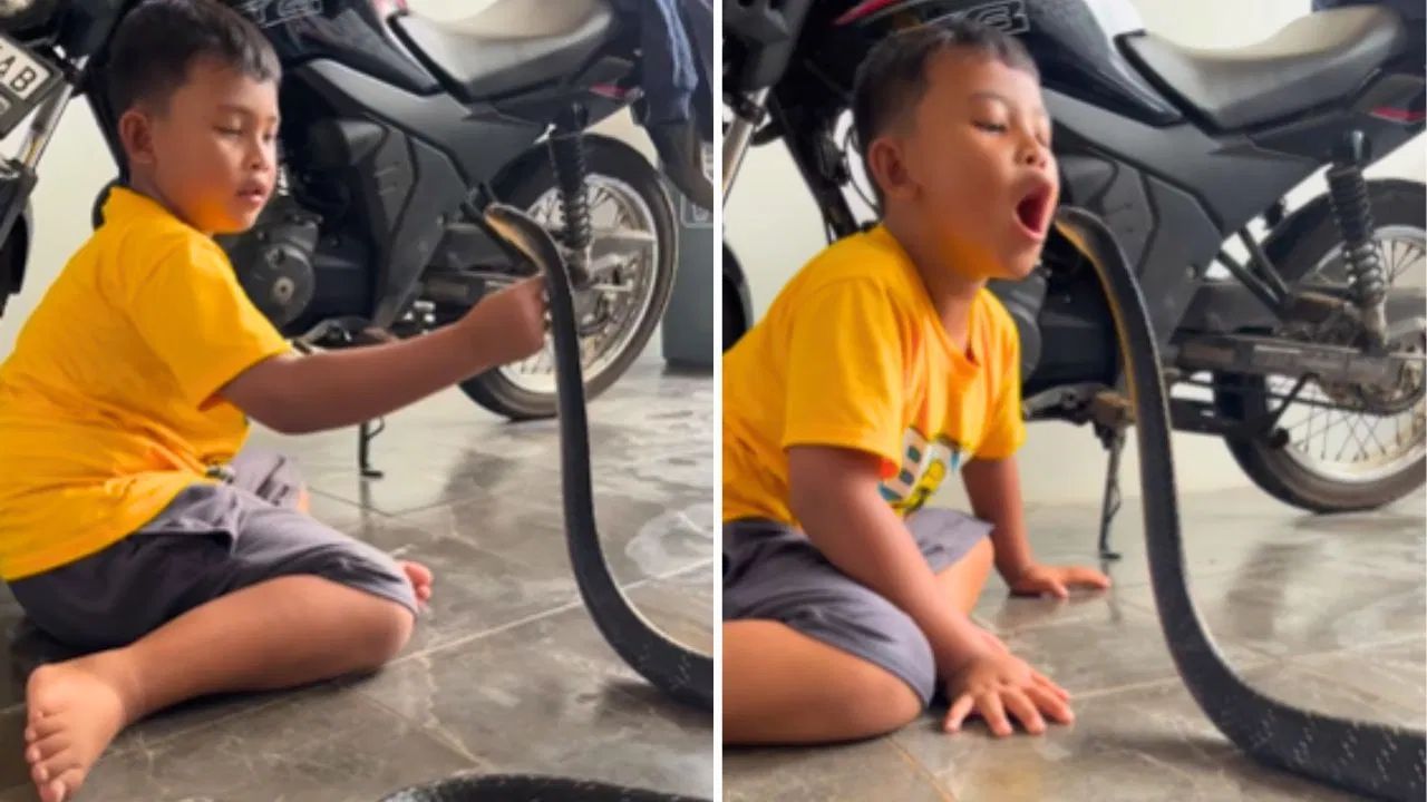 Viral Video: ਜ਼ਹਿਰੀਲੇ ਸੱਪ ਨੂੰ ਨਿਗਲਣ ਲਗਾ ਬੱਚਾ! ਵੀਡੀਓ ਦੇਖ ਰੋਂਗਟੇ ਹੋ ਜਾਣਗੇ ਖੜ੍ਹੇ Viral Video: ਜ਼ਹਿਰੀਲੇ ਸੱਪ ਨੂੰ ਨਿਗਲਣ ਲਗਾ ਬੱਚਾ! ਵੀਡੀਓ ਦੇਖ ਰੋਂਗਟੇ ਹੋ ਜਾਣਗੇ ਖੜ੍ਹੇ