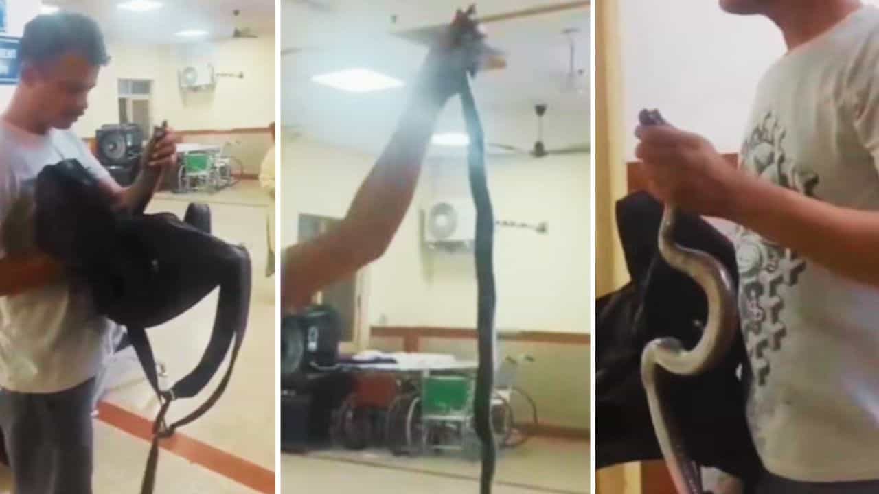 OMG: ਜ਼ਿੰਦਾ ਸੱਪ ਲੈ ਕੇ ਹਸਪਤਾਲ ਪਹੁੰਚਿਆ ਸ਼ਖਸ, ਡਾਕਟਰ ਨੂੰ ਕਿਹਾ- ਮੈਨੂੰ ਬਚਾਓ, ਇਸ ਨੇ ਡੰਗਿਆ ਹੈ!