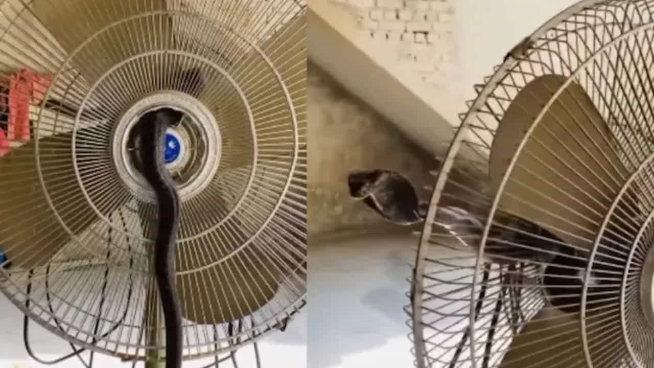 Viral: ਨਾਗਰਾਜ ਨੂੰ ਮਹਿਸੂਸ ਹੋਈ ਗਰਮੀ ਤਾਂ ਜਾਦੂ ਨਾਲ ਚਲਾਇਆ ਫਰਾਟਾ, ਲੋਕਾਂ ਨੇ ਬਣਾਈ ਵੀਡੀਓ