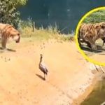 Viral Video: ਸ਼ੇਰਾਂ ਦੇ ਸਾਹਮਣੇ ਪੰਛੀ ਦਾ ਸ਼ਕਤੀ ਪ੍ਰਦਰਸ਼ਨ ਸਾਬਤ ਹੋਇਆ ਬੇਕਾਰ, ਖੰਭ ਫੈਲਾ ਕੇ ਦਿਖਾ ਰਿਹਾ ਸੀ ਤਾਕਤ…ਮਿਟ ਗਿਆ ਨਾਮੋਨਿਸ਼ਾਨ Viral Video: ਸ਼ੇਰਾਂ ਦੇ ਸਾਹਮਣੇ ਪੰਛੀ ਦਾ ਸ਼ਕਤੀ ਪ੍ਰਦਰਸ਼ਨ ਸਾਬਤ ਹੋਇਆ ਬੇਕਾਰ, ਖੰਭ ਫੈਲਾ ਕੇ ਦਿਖਾ ਰਿਹਾ ਸੀ ਤਾਕਤ…ਮਿਟ ਗਿਆ ਨਾਮੋਨਿਸ਼ਾਨ
