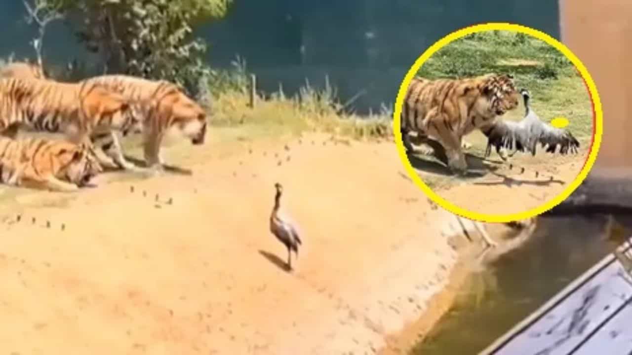 Viral Video: ਸ਼ੇਰਾਂ ਦੇ ਸਾਹਮਣੇ ਪੰਛੀ ਦਾ ਸ਼ਕਤੀ ਪ੍ਰਦਰਸ਼ਨ ਸਾਬਤ ਹੋਇਆ ਬੇਕਾਰ, ਖੰਭ ਫੈਲਾ ਕੇ ਦਿਖਾ ਰਿਹਾ ਸੀ ਤਾਕਤ...ਮਿਟ ਗਿਆ ਨਾਮੋਨਿਸ਼ਾਨ