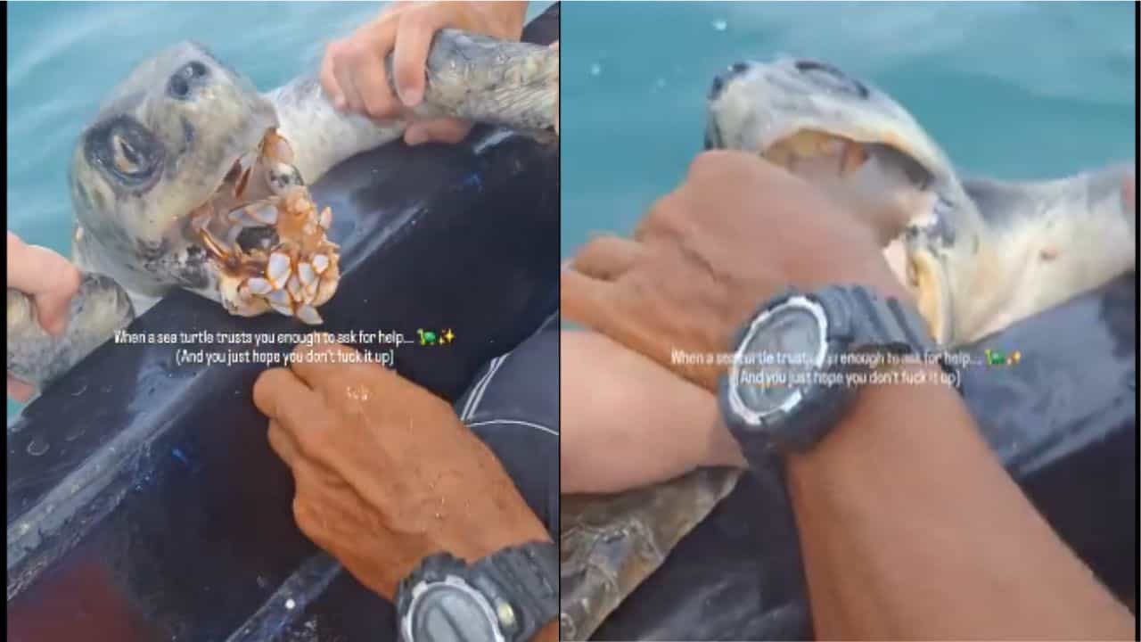 Viral: ਦਰਦ ਚ ਤੜਫ ਰਹੇ ਕੱਛੂਏ ਨੇ ਮੰਗੀ ਮਦਦ, ਤਾਂ ਫਰਿਸ਼ਤੇ ਬਣ ਸ਼ਖਸ ਨੇ ਬਚਾਈ ਜੀਵ ਦੀ ਜਾਨ, ਦਿਲ ਨੂੰ ਛੂਹ ਲੈਣ ਵਾਲਾ ਵੀਡੀਓ ਹੋਇਆ ਵਾਇਰਲ Viral: ਦਰਦ ਚ ਤੜਫ ਰਹੇ ਕੱਛੂਏ ਨੇ ਮੰਗੀ ਮਦਦ, ਤਾਂ ਫਰਿਸ਼ਤੇ ਬਣ ਸ਼ਖਸ ਨੇ ਬਚਾਈ ਜੀਵ ਦੀ ਜਾਨ, ਦਿਲ ਨੂੰ ਛੂਹ ਲੈਣ ਵਾਲਾ ਵੀਡੀਓ ਹੋਇਆ ਵਾਇਰਲ