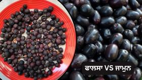 ਗਰਮੀਆਂ ਦੇ ਫਲ ਫਾਲਸਾ ਅਤੇ ਜਾਮੁਨ ਵਿੱਚੋਂ ਕਿਹੜਾ ਜ਼ਿਆਦਾ ਫਾਇਦੇਮੰਦ? ਇੱਥੇ ਜਾਣੋ…...
