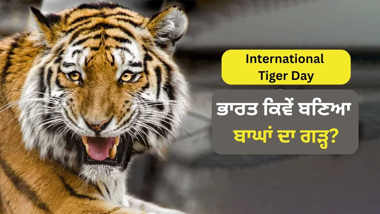 ਰੂਸ ਅਤੇ ਚੀਨ ਨੂੰ ਪਛਾੜ ਕੇ ਭਾਰਤ ਕਿਵੇਂ ਬਣਿਆ ਬਾਘਾਂ ਦਾ ਗੜ੍ਹ? ਜਾਣੋ 5 ਵੱਡੇ ਕਾਰਨ ਰੂਸ ਅਤੇ ਚੀਨ ਨੂੰ ਪਛਾੜ ਕੇ ਭਾਰਤ ਕਿਵੇਂ ਬਣਿਆ ਬਾਘਾਂ ਦਾ ਗੜ੍ਹ? ਜਾਣੋ 5 ਵੱਡੇ ਕਾਰਨ
