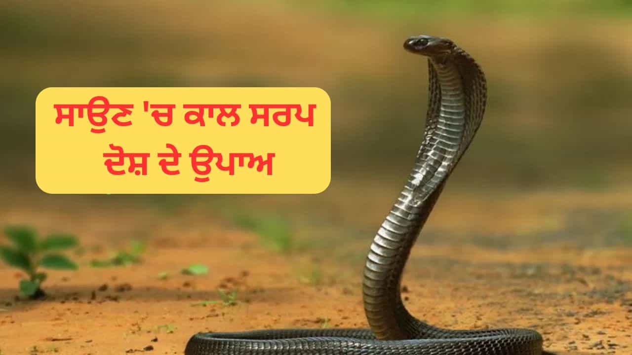 Kaal Sarp Dosh: ਸਾਉਣ ਚ ਕਾਲ ਸਰਪ ਦੋਸ਼ ਦੁਰ ਕਰ ਲਈ ਕੀ ਕਰੀਏ? ਇੱਥੇ ਜਾਣੋ ਇਸ ਦੇ ਲੱਛਣ ਅਤੇ ਉਪਾਅ
