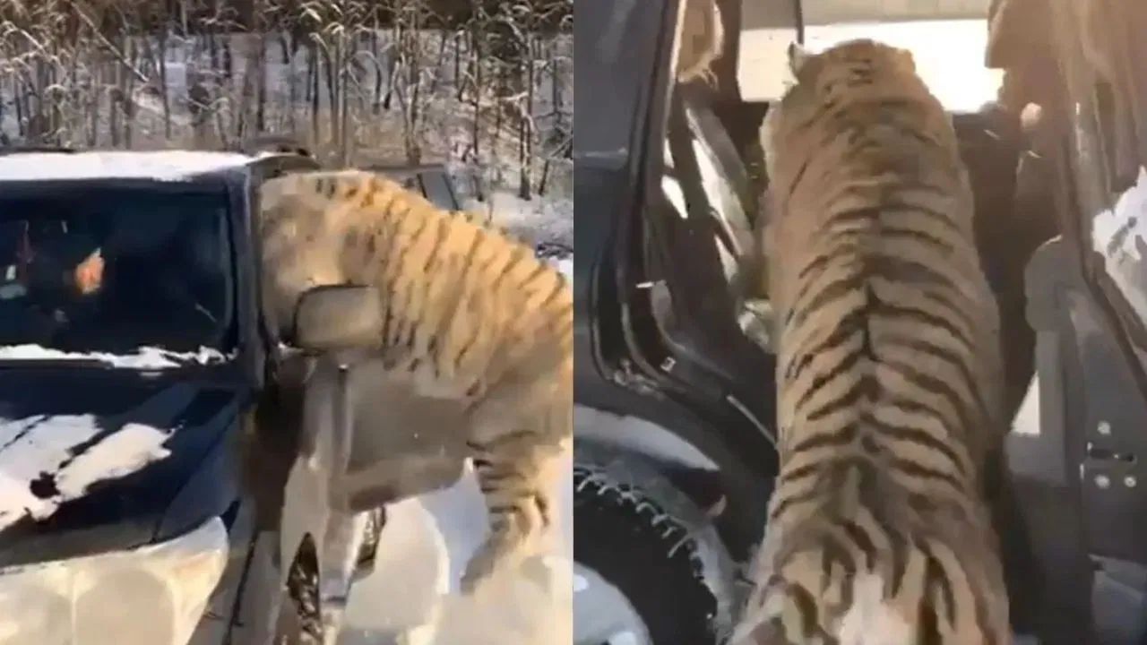 Viral Video: ਮਜੇ-ਮਜੇ ਵਿੱਚ ਕਾਰ ‘ਚ ਵੜੇ ਤਿੰਨ ਬਾਘ, ਫਿਰ ਅਜਿਹਾ ਸੀਨ ਦੇਖ ਕੇ ਦੰਗ ਰਹਿ ਗਏ ਲੋਕ