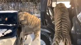 Viral Video: ਮਜੇ-ਮਜੇ ਵਿੱਚ ਕਾਰ ‘ਚ ਵੜੇ ਤਿੰਨ ਬਾਘ, ਫਿਰ ਅਜਿਹਾ ਸੀਨ ਦੇਖ ਕੇ ਦੰਗ ਰਹਿ ਗਏ ਲੋਕ Viral Video: ਮਜੇ-ਮਜੇ ਵਿੱਚ ਕਾਰ ‘ਚ ਵੜੇ ਤਿੰਨ ਬਾਘ, ਫਿਰ ਅਜਿਹਾ ਸੀਨ ਦੇਖ ਕੇ ਦੰਗ ਰਹਿ ਗਏ ਲੋਕ...