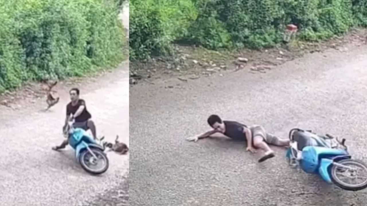 ਮੁਰਗੇ ਨੂੰ ਬਚਾਉਣ ਲਈ ਮੁੰਡੇ ਦਾ ਹੋ ਗਿਆ ਭਿਆਨਕ Accident, ਝਟਕੇ ਚ ਹੋ ਗਿਆ ਖੇਡ