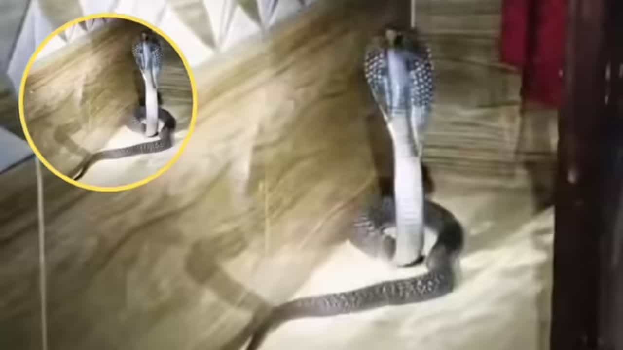 Bedroom ਵਿੱਚ ਸੌਂ ਰਿਹਾ ਸੀ ਪਰਿਵਾਰ, ਦਰਵਾਜ਼ੇ ਬਾਹਰ ਫੁੰਕਾਰਿਆ ਕੋਬਰਾ..ਫੈਲ ਗਈ ਦਹਿਸ਼ਤ Bedroom ਵਿੱਚ ਸੌਂ ਰਿਹਾ ਸੀ ਪਰਿਵਾਰ, ਦਰਵਾਜ਼ੇ ਬਾਹਰ ਫੁੰਕਾਰਿਆ ਕੋਬਰਾ..ਫੈਲ ਗਈ ਦਹਿਸ਼ਤ