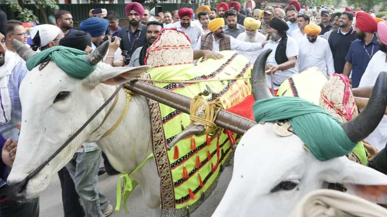 ਕਿਲਾ ਰਾਏਪੁਰ ਖੇਡਾਂ ਚ ਬਲਦਾਂ ਦੀ ਦੌੜ ਨੂੰ ਹਰੀ ਝੰਡੀ! ਜਾਨਵਰਾਂ ਪ੍ਰਤੀ ਬੇਰਹਿਮੀ ਐਕਟ ਚ ਸੋਧ, ਰਾਜਪਾਲ ਦੀ ਮੁਹਰ ਲੱਗਣੀ ਬਾਕੀ