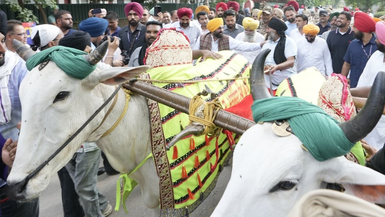 ਕਿਲਾ ਰਾਏਪੁਰ ਖੇਡਾਂ ‘ਚ ਬਲਦਾਂ ਦੀ ਦੌੜ ਨੂੰ ਹਰੀ ਝੰਡੀ! ਜਾਨਵਰਾਂ ਪ੍ਰਤੀ ਬੇਰਹਿਮੀ ਐਕਟ ‘ਚ ਸੋਧ, ਰਾਜਪਾਲ ਦੀ ਮੁਹਰ ਲੱਗਣੀ ਬਾਕੀ