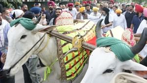 ਕਿਲਾ ਰਾਏਪੁਰ 'ਚ ਬਲਦਾਂ ਦੀ ਦੌੜ ਨੂੰ ਹਰੀ ਝੰਡੀ! ਰਾਜਪਾਲ ਦੀ ਮੁਹਰ ਲੱਗਣੀ ਬਾਕੀ
