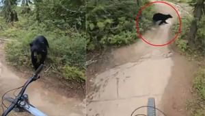 ਜੰਗਲ ਵਿੱਚ Cycle ਦੇ ਅੱਗੇ ਅਚਾਨਕ ਆ ਗਿਆ ਭਾਲੂ, ਵੀਡੀਓ VIRAL
