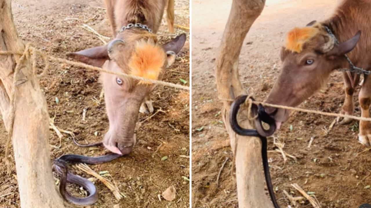 Viral Video: ਕੋਬਰਾ ਨੂੰ ਚਾਰਾ ਸਮਝ ਬੈਠੀ ਮੱਝ, ਫਿਰ ਜੋ ਹੋਇਆ ਦੇਖ ਦੰਗ ਰਹਿ ਗਏ ਲੋਕ
