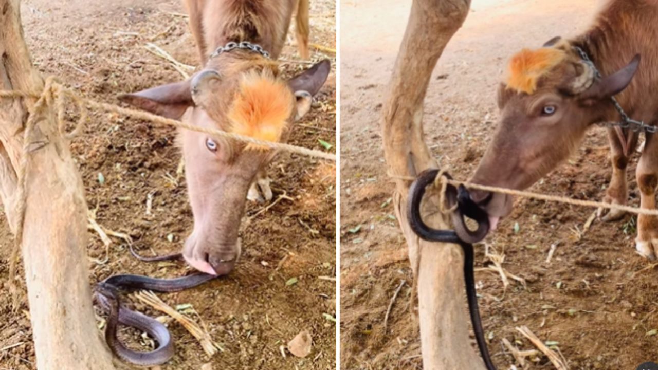 Viral Video: ਕੋਬਰਾ ਨੂੰ ਚਾਰਾ ਸਮਝ ਬੈਠੀ ਮੱਝ, ਫਿਰ ਜੋ ਹੋਇਆ ਦੇਖ ਦੰਗ ਰਹਿ ਗਏ ਲੋਕ Viral Video: ਕੋਬਰਾ ਨੂੰ ਚਾਰਾ ਸਮਝ ਬੈਠੀ ਮੱਝ, ਫਿਰ ਜੋ ਹੋਇਆ ਦੇਖ ਦੰਗ ਰਹਿ ਗਏ ਲੋਕ