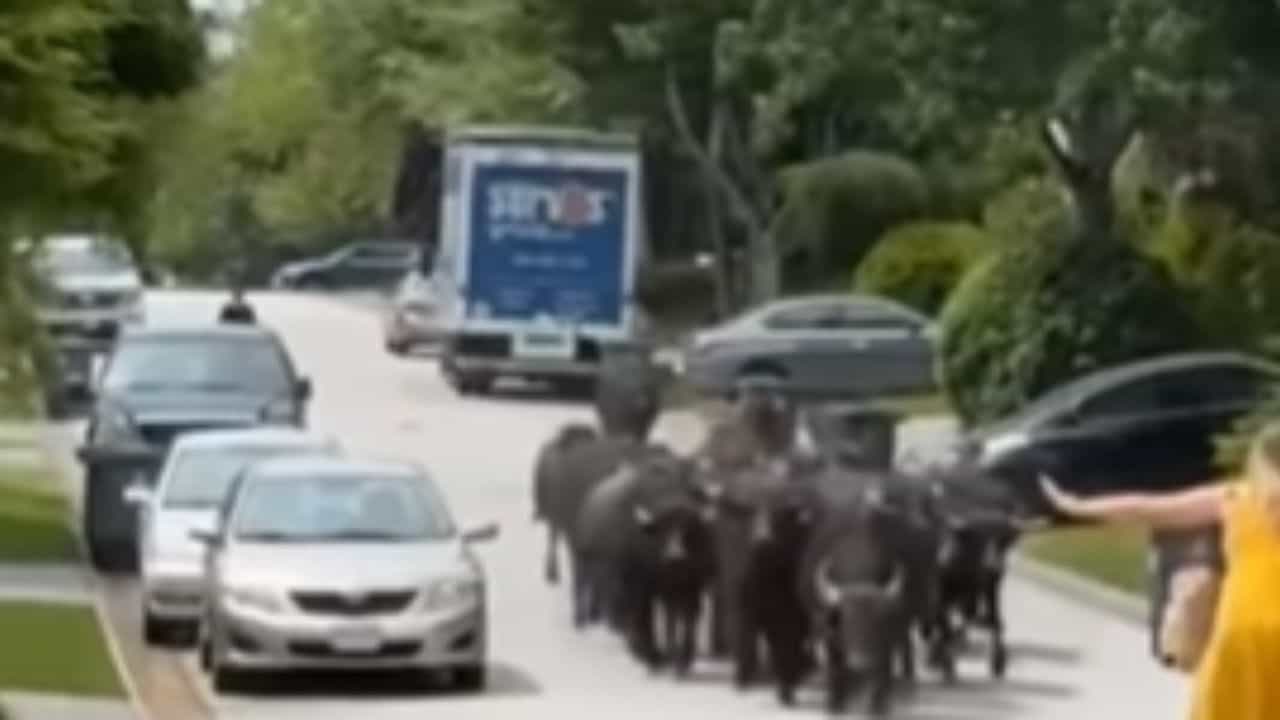 Viral: ਕੈਨੇਡਾ ਨਹੀਂ, ਪੰਜਾਬ ਅਲਟਰਾ ਪ੍ਰੋ ਮੈਕਸ! ਵਿਦੇਸ਼ ਦੀ ਸੜਕ ਤੇ ਘੁੰਮਦਾ ਦਿਖਿਆ ਮੱਝਾਂ ਦਾ ਝੁੰਡ, ਲੋਕ ਬੋਲੇ- ਪਿੰਡ ਵਾਲਾ ਮਾਹੌਲ! Viral: ਕੈਨੇਡਾ ਨਹੀਂ, ਪੰਜਾਬ ਅਲਟਰਾ ਪ੍ਰੋ ਮੈਕਸ! ਵਿਦੇਸ਼ ਦੀ ਸੜਕ ਤੇ ਘੁੰਮਦਾ ਦਿਖਿਆ ਮੱਝਾਂ ਦਾ ਝੁੰਡ, ਲੋਕ ਬੋਲੇ- ਪਿੰਡ ਵਾਲਾ ਮਾਹੌਲ!