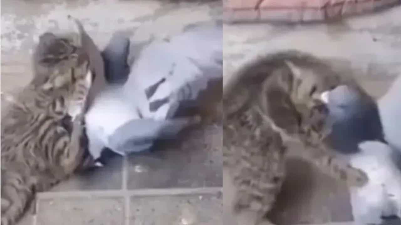 Viral Video: ਬਿੱਲੀ ਅਤੇ ਕਬੂਤਰ ਦੀ ਹੋਈ ਲੜਾਈ, ਅੰਤ ਵਿੱਚ ਪਰਿੰਦਾ ਖ਼ਤਰਨਾਕ ਤਰੀਕੇ ਨਾਲ ਮਾਰ ਗਿਆ ਬਾਜ਼ੀ Viral Video: ਬਿੱਲੀ ਅਤੇ ਕਬੂਤਰ ਦੀ ਹੋਈ ਲੜਾਈ, ਅੰਤ ਵਿੱਚ ਪਰਿੰਦਾ ਖ਼ਤਰਨਾਕ ਤਰੀਕੇ ਨਾਲ ਮਾਰ ਗਿਆ ਬਾਜ਼ੀ