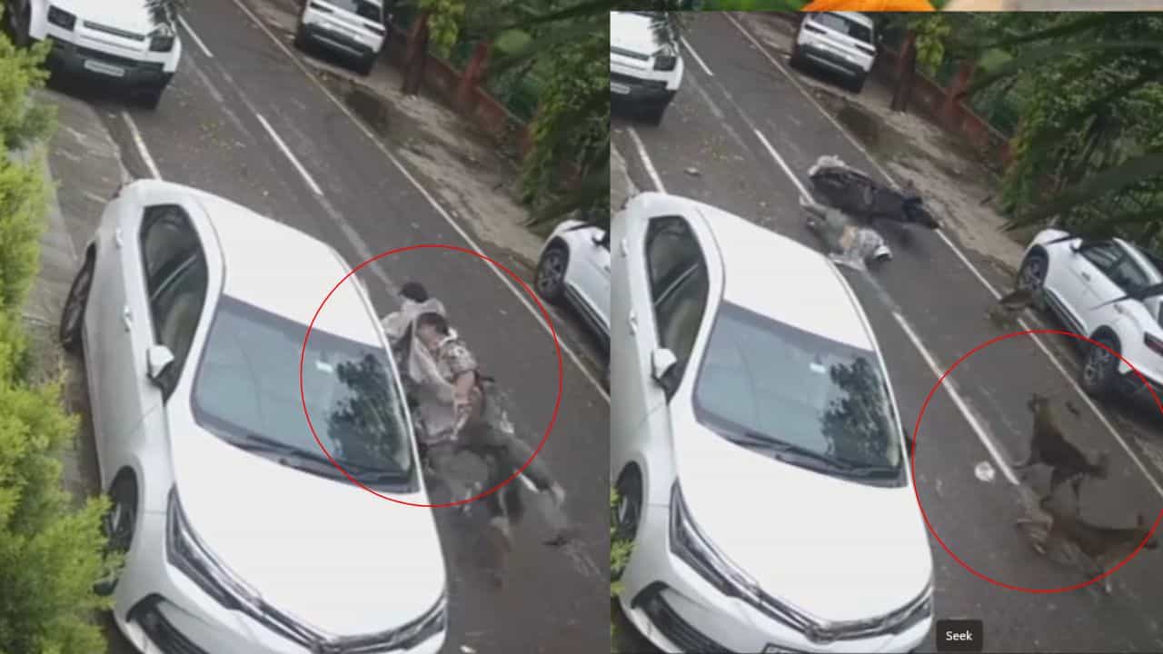 ਲੁਧਿਆਣਾ ਚ ਅਵਾਰਾ ਕੁੱਤਿਆਂ ਦੀ ਦਹਿਸ਼ਤ, ਸਕੂਟੀ ਸਵਾਰ ਔਰਤਾਂ ਤੇ ਕੀਤਾ ਹਮਲਾ, CCTV ਚ ਕੈਦ ਹੋਈ ਵੀਡੀਓ ਲੁਧਿਆਣਾ ਚ ਅਵਾਰਾ ਕੁੱਤਿਆਂ ਦੀ ਦਹਿਸ਼ਤ, ਸਕੂਟੀ ਸਵਾਰ ਔਰਤਾਂ ਤੇ ਕੀਤਾ ਹਮਲਾ, CCTV ਚ ਕੈਦ ਹੋਈ ਵੀਡੀਓ