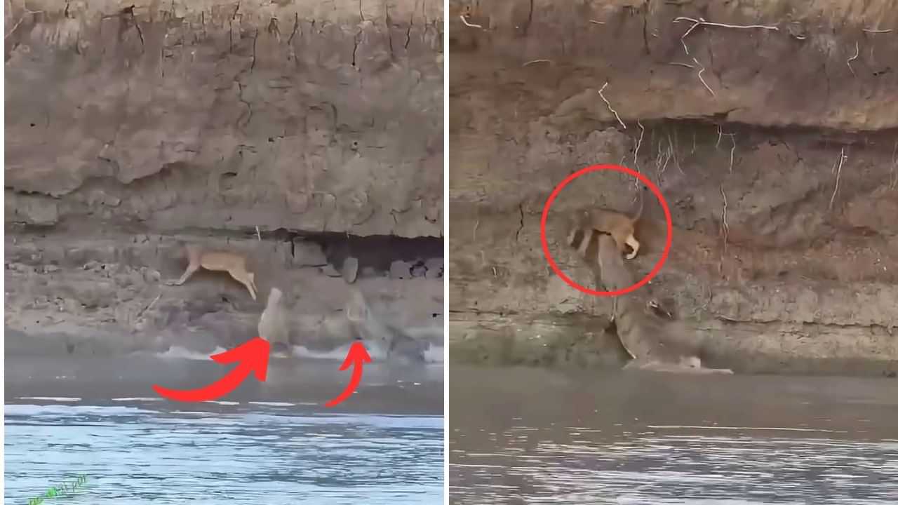 Viral Video: ਭਿਆਨਕ ਮਗਰਮੱਛਾਂ ਵਿਚਕਾਰ ਫਸ ਗਿਆ ਛੋਟਾ ਸ਼ੇਰ...ਘੜੀਸ ਕੇ ਉਤਾਰਿਆ ਮੌਤ ਦੇ ਘਾਟ