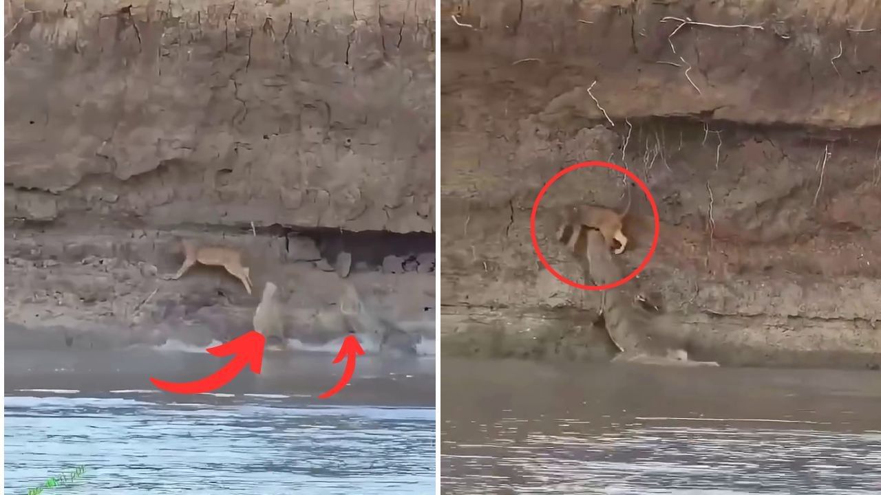 Viral Video: ਭਿਆਨਕ ਮਗਰਮੱਛਾਂ ਵਿਚਕਾਰ ਫਸ ਗਿਆ ਛੋਟਾ ਸ਼ੇਰ…ਘੜੀਸ ਕੇ ਉਤਾਰਿਆ ਮੌਤ ਦੇ ਘਾਟ