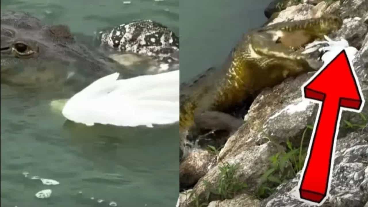 ਸ਼ਿਕਾਰ ਕਰਨ ਗਏ ਮਗਰਮੱਛ ਦੇ ਹੱਥ ਲੱਗਾ ਜੈਕਪਾਟ, ਇੱਕ ਝਟਕੇ ਚ ਅਜਗਰ ਅਤੇ ਪਰਿੰਦੇ ਨੂੰ ਨਿਗਲਿਆ ਸ਼ਿਕਾਰ ਕਰਨ ਗਏ ਮਗਰਮੱਛ ਦੇ ਹੱਥ ਲੱਗਾ ਜੈਕਪਾਟ, ਇੱਕ ਝਟਕੇ ਚ ਅਜਗਰ ਅਤੇ ਪਰਿੰਦੇ ਨੂੰ ਨਿਗਲਿਆ