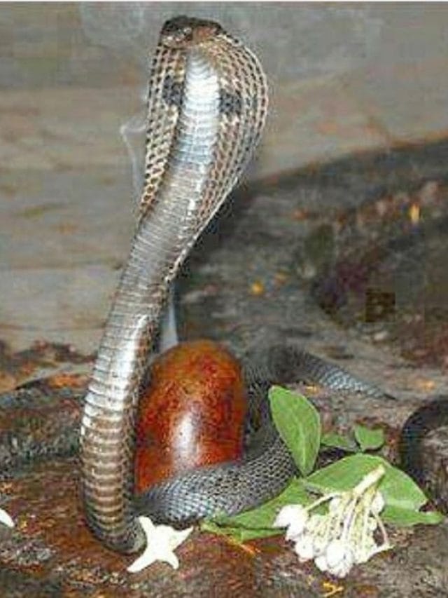 ਨਾਗ ਪੰਚਮੀ ‘ਤੇ ਇਹ ਕੰਮ ਨਾ ਕਰੋ…