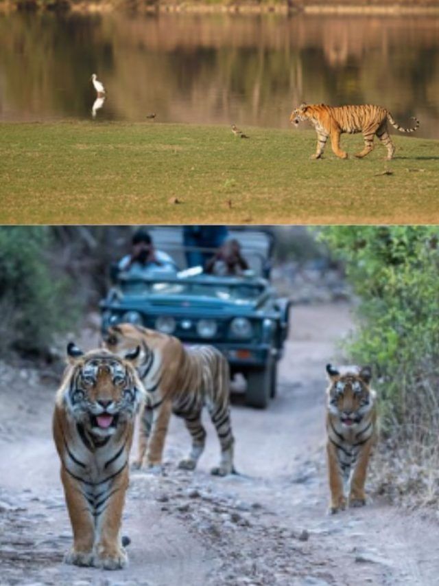 ਇਹ ਹਨ ਜਿਮ ਕਾਰਬੇਟ ਦੇ 5 ਵਿਸ਼ੇਸ਼ ਸਫਾਰੀ ਜ਼ੋਨ