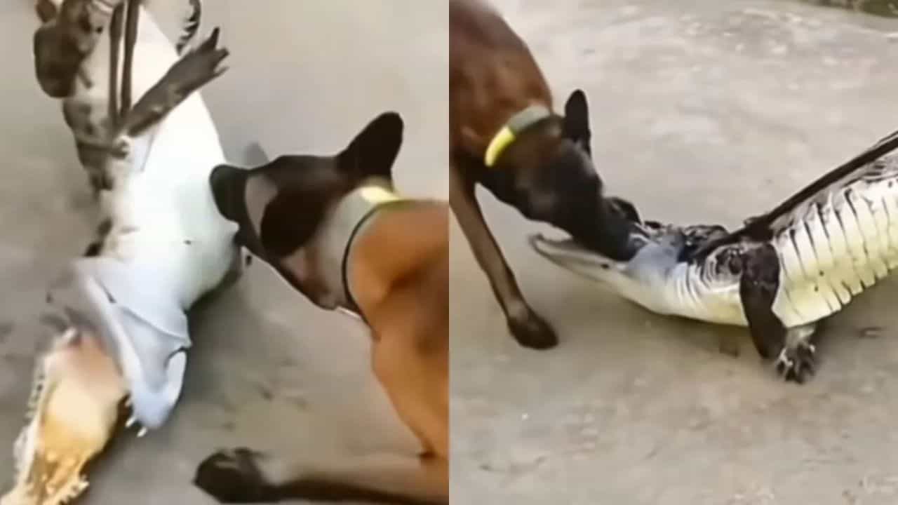 OMG: ਡੌਗੀ ਨੂੰ ਮਗਰਮੱਛ ਨਾਲ ਪੰਗਾ ਲੈਣਾ ਪਿਆ ਭਾਰੀ,  ਜਾਨਵਰ ਨੇ ਇੰਝ ਸਿਖਾਇਆ ਸਬਕ