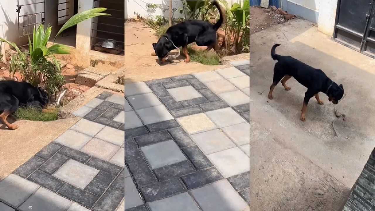Viral Video: ਘਰ ਚ ਵੜਿਆ ਸੱਪ ਤਾਂ ਕੁੱਤੇ ਨੇ ਇੰਝ ਬਚਾਈ ਮਾਲਕ ਦੀ ਜਾਨ, ਵਫਾਦਾਰੀ ਅਤੇ ਸਮਝਦਾਰੀ ਦੀ ਹੋ ਰਹੀ ਤਾਰੀਫ